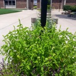 11703386_955247417872642_4637000965426756527_n